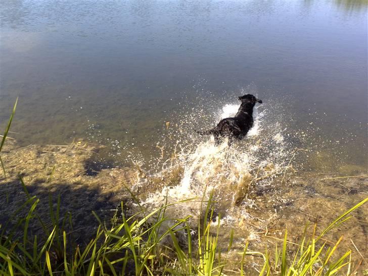 Labrador retriever Simba - PLASK.. billede 16