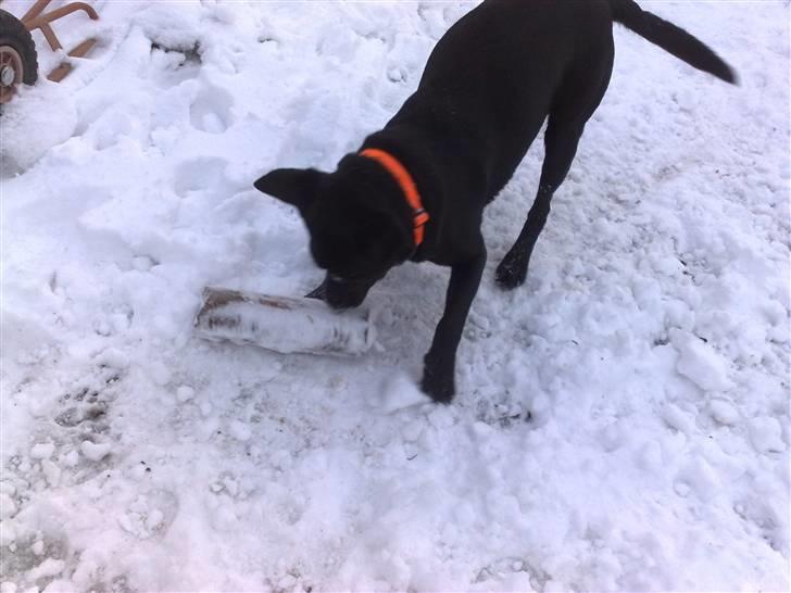 Labrador retriever Simba - Jeg overfalder en stor og farlig træklods..  billede 18