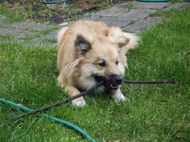 Islandsk fårehund James - 7 Mdr.  billede 18