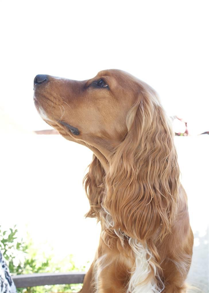 Cocker spaniel Louie - Louie stiller altid op til et godt model billede:-) billede 18