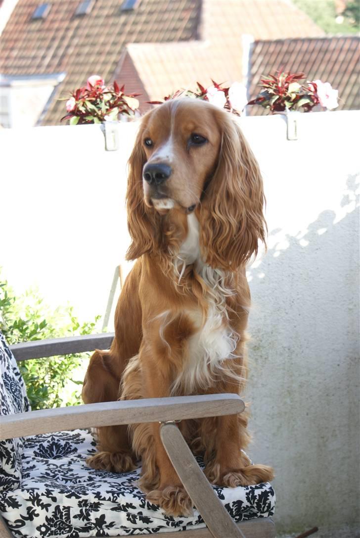 Cocker spaniel Louie - Lidt forkælet er man vel... billede 19