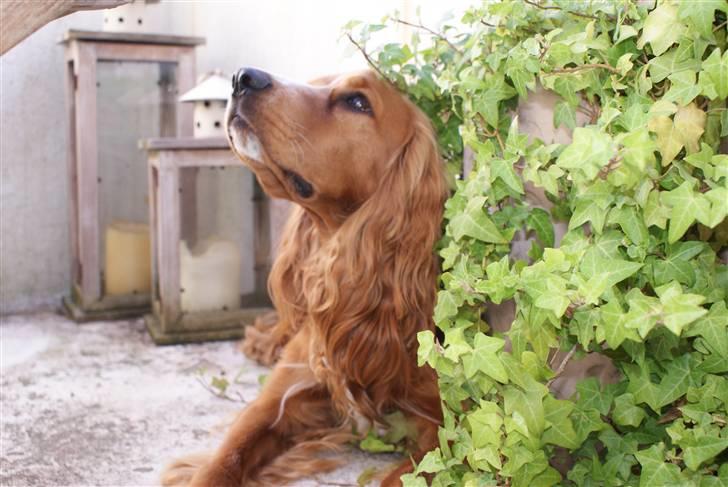 Cocker spaniel Louie billede 20