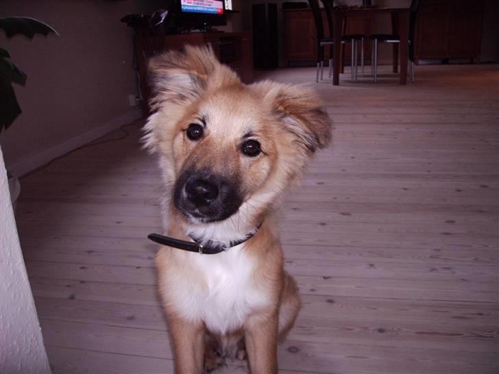 Islandsk fårehund James - Er ved at få en løvemanke.. billede 19