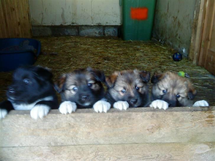 Islandsk fårehund James - Her er vi... brødre og søskende. billede 20