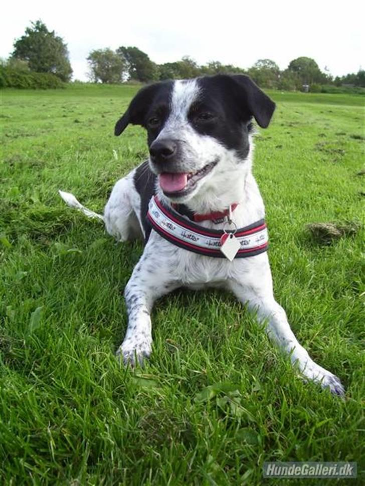 Dansk svensk gaardhund Lucy flyttet til god fam. - Lucy´s mor: Rikke billede 2