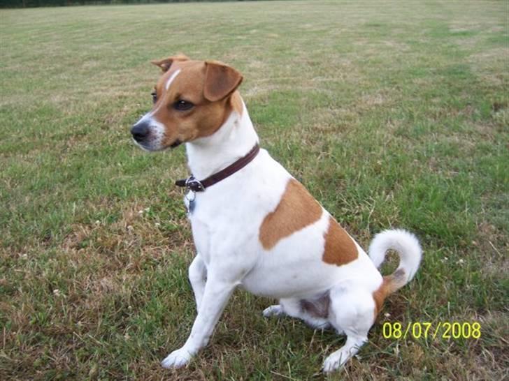 Dansk svensk gaardhund Lucy flyttet til god fam. - Lucy´s far: Viggo billede 3