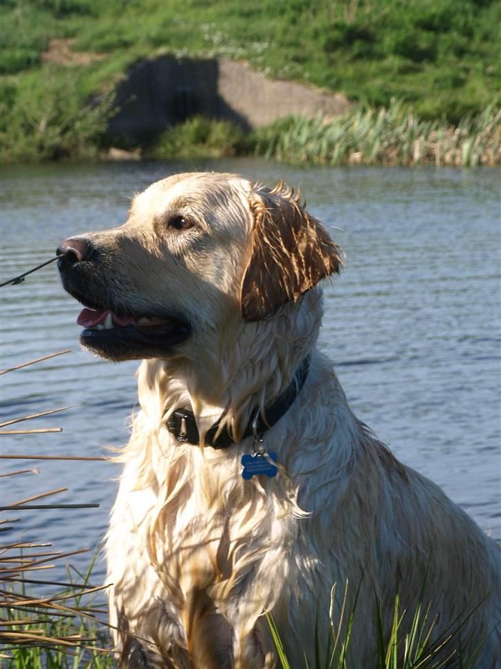 Golden retriever Lapija's Woddy d. 2 - hva i... hva laver den pind i min næse?? og så lige når jeg prøver at se flot ud... billede 11