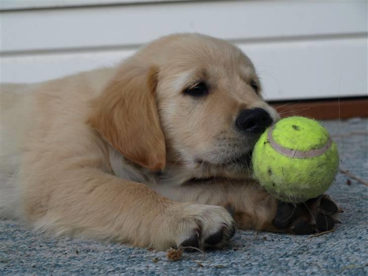 Golden retriever Lapija's Woddy d. 2 billede 14