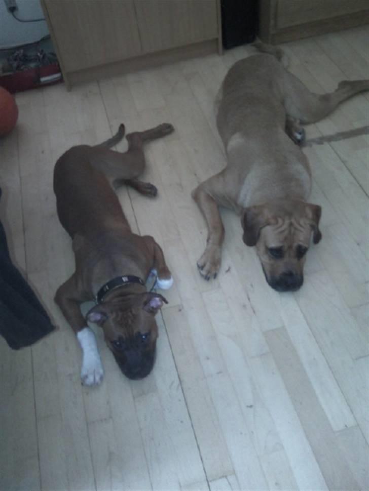 Blanding af racer Cato boxer/amstaff - sammen med sin lege kammerart , Daisy <3 de SÅ smukke  billede 5