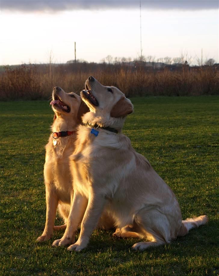 Golden retriever Lapija's Woddy d. 2 billede 15