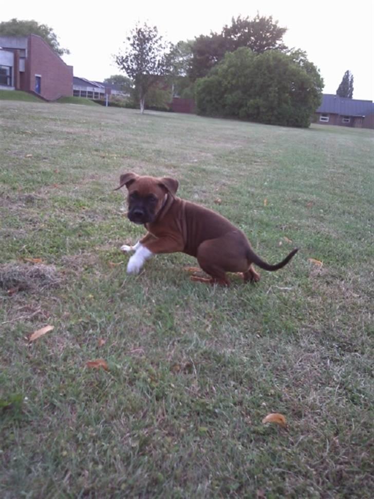 Blanding af racer Cato boxer/amstaff - 8 uger  billede 6