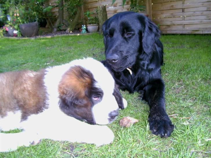 Blanding af racer Bamse billede 13