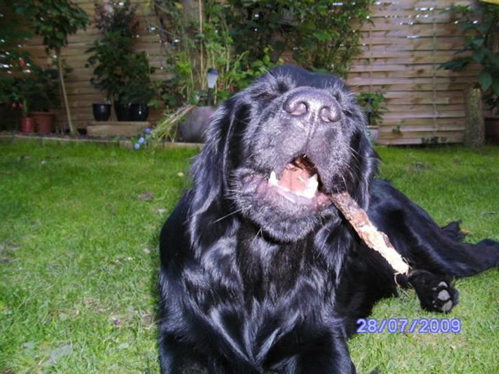 Blanding af racer Bamse billede 14