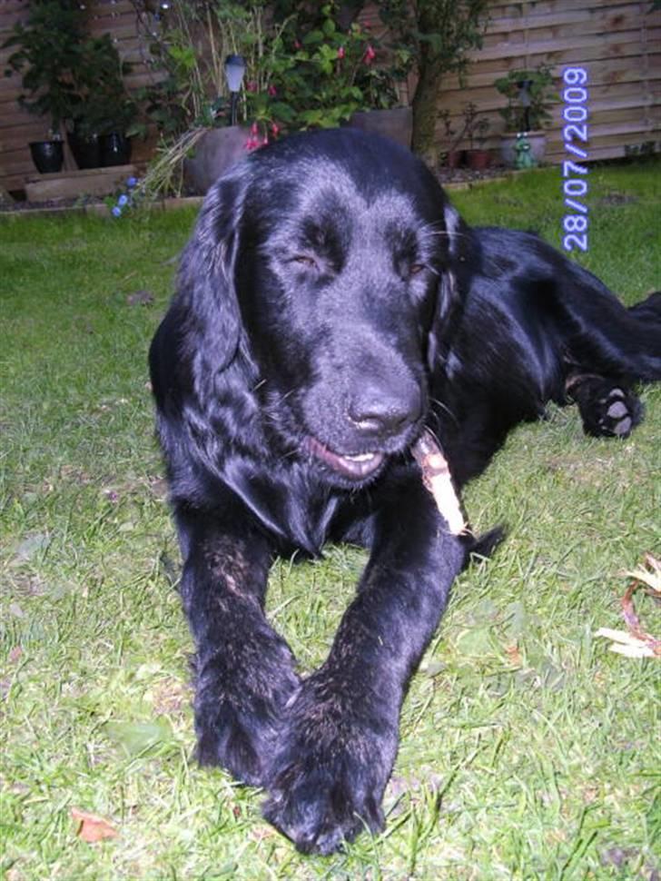 Blanding af racer Bamse billede 15