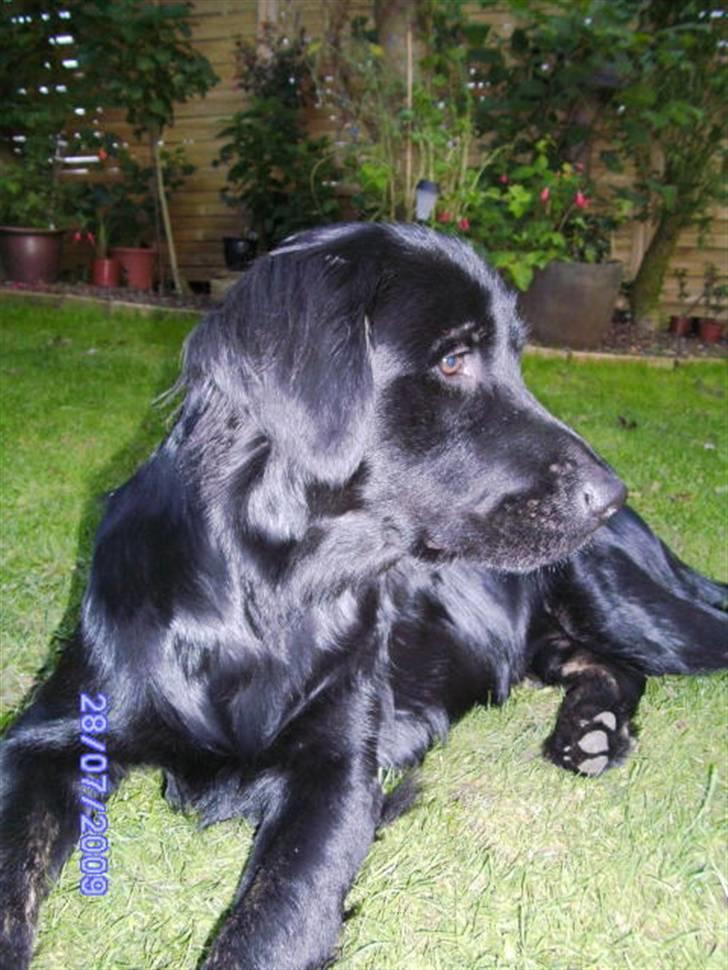 Blanding af racer Bamse billede 16