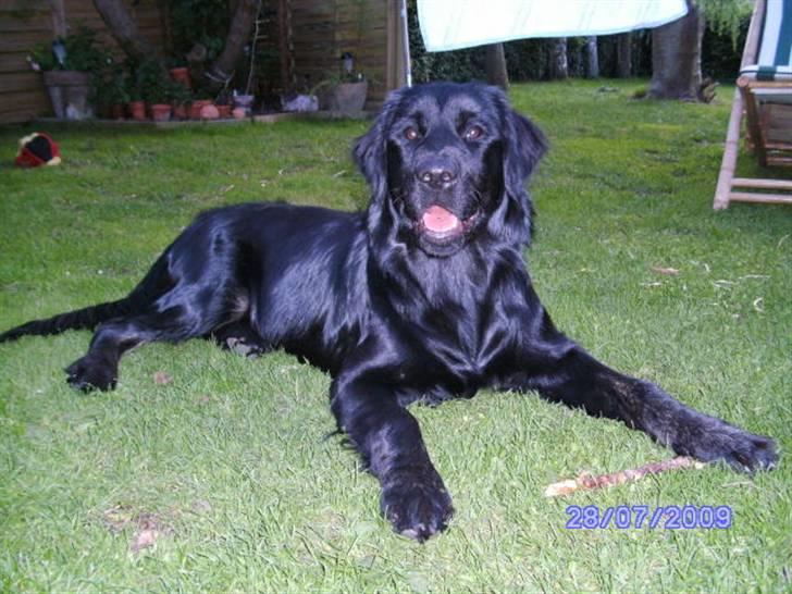 Blanding af racer Bamse billede 17