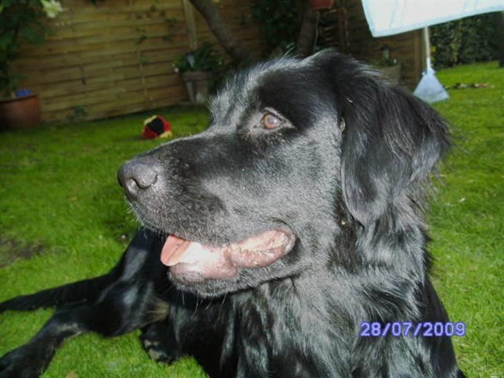 Blanding af racer Bamse billede 18