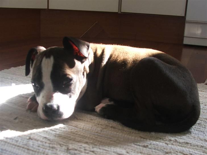 Blanding af racer Dream billede 1