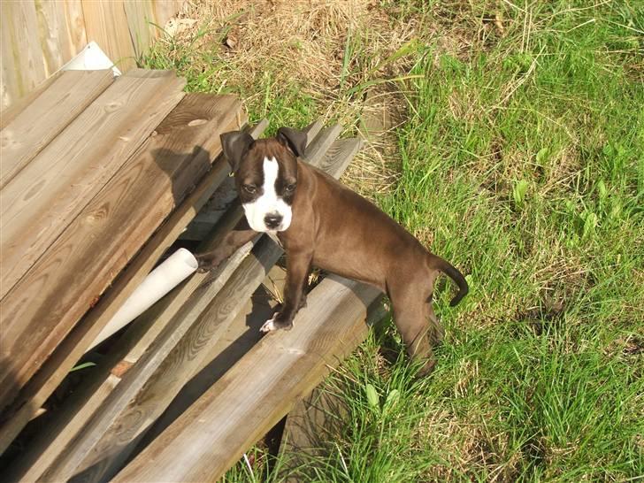 Blanding af racer Dream billede 2