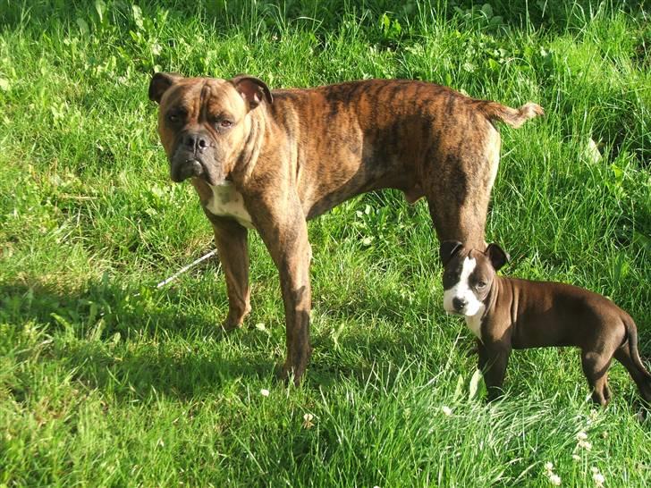 Blanding af racer Dream billede 3