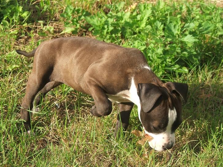 Blanding af racer Dream billede 4