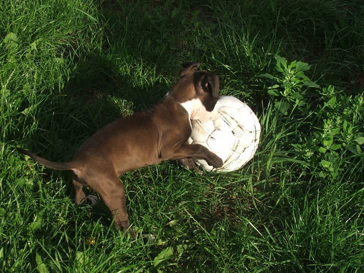 Blanding af racer Dream billede 5