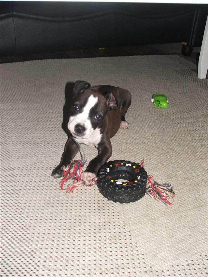 Blanding af racer Dream billede 6