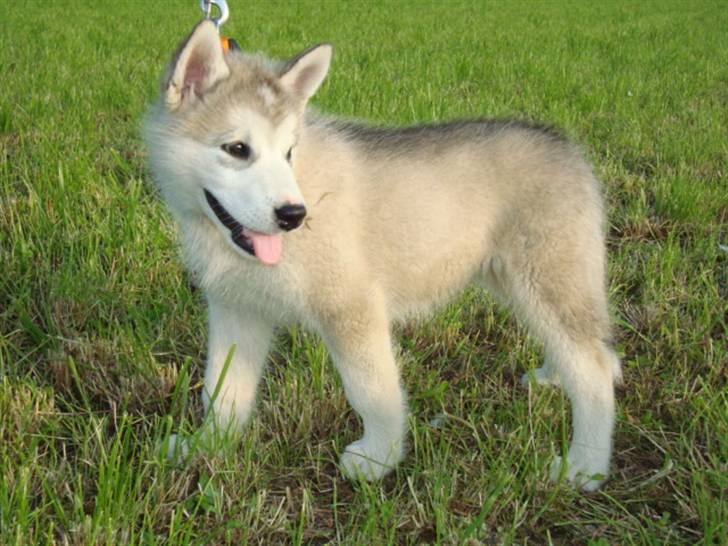 Alaskan malamute Snowcreek Blizzard Sheila billede 1