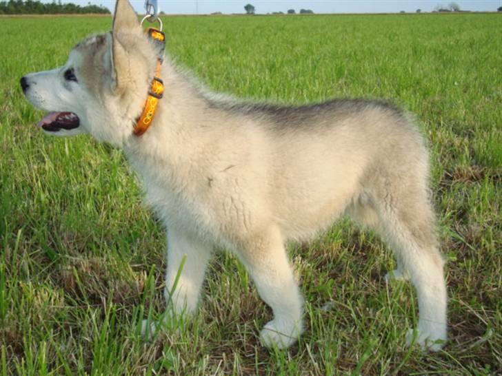 Alaskan malamute Snowcreek Blizzard Sheila billede 2