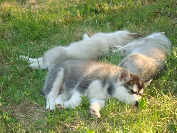 Alaskan malamute Snowcreek Blizzard Sheila - Sidste lur sammen med mine søskende den dag mine to brødre flyttede hjemmefra billede 3