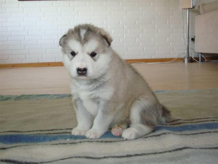 Alaskan malamute Snowcreek Blizzard Sheila - 3 uger gammel er jeg ikk sød billede 4