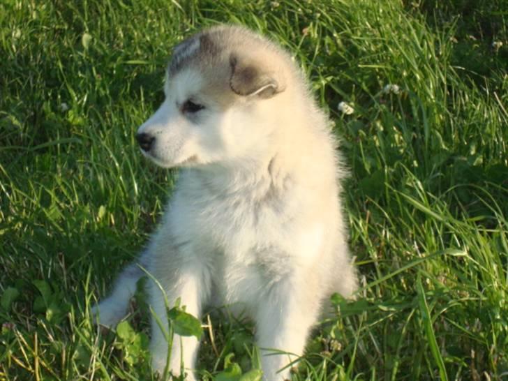Alaskan malamute Snowcreek Blizzard Sheila - Her er jeg 5 uger gammel billede 5