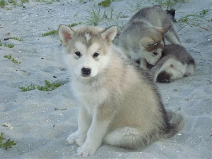 Alaskan malamute Snowcreek Blizzard Sheila - 7 uger gammel billede 6
