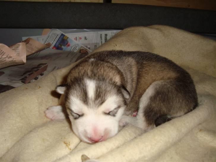 Alaskan malamute Snowcreek Blizzard Sheila - Nøøøøøøøj hvor har jeg dog lignet en mulvarp billede 7