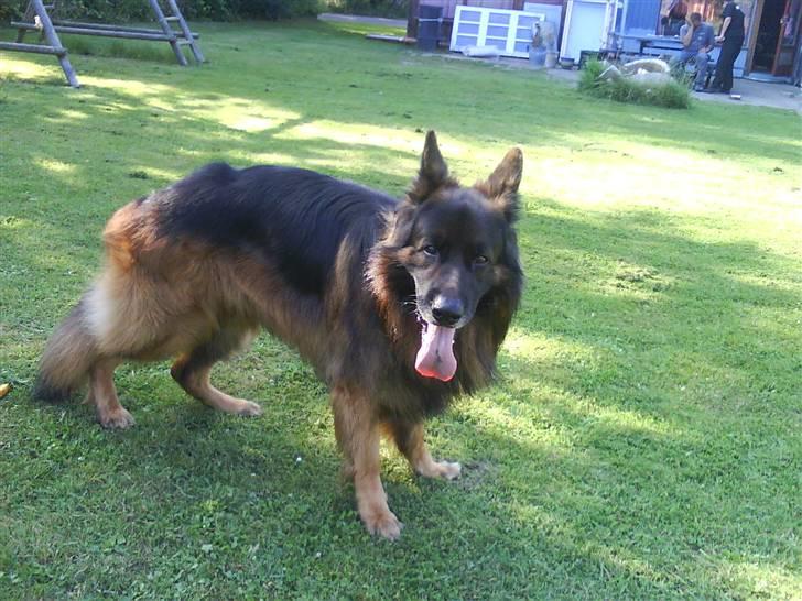 Schæferhund cato billede 16