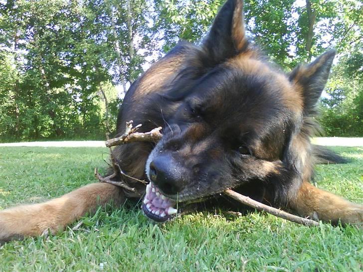 Schæferhund cato - nam nam en lækker pind   :D billede 17