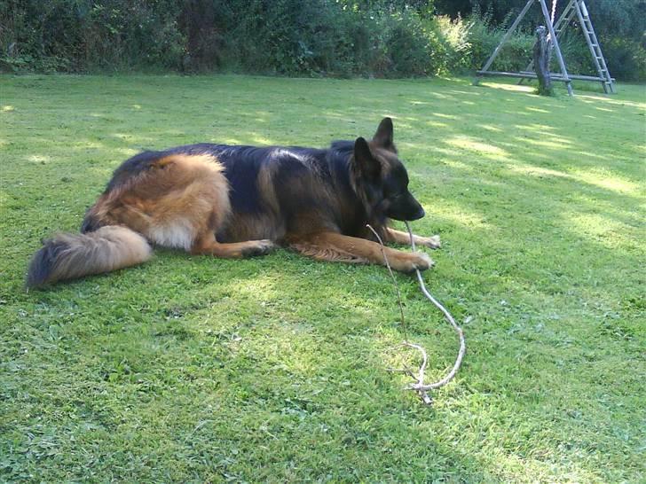 Schæferhund cato billede 18