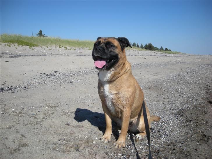 Blanding af racer Freja billede 19