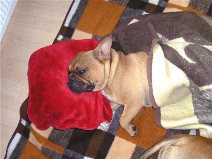 Fransk bulldog Skrubbe billede 15