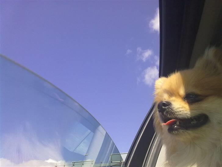 Pomeranian Schakie <3 - Min egen billede 11