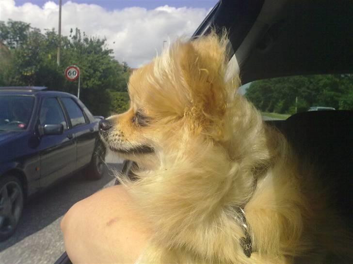 Pomeranian Schakie <3 - Min egen - ahhh vinden er så dejlig :D billede 12