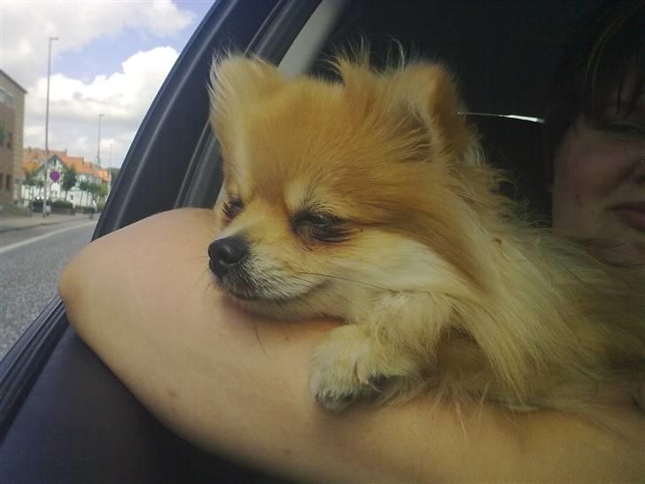 Pomeranian Schakie <3 - Min egen billede 13