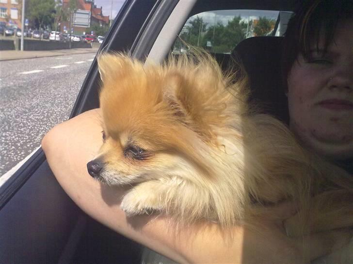 Pomeranian Schakie <3 - Min egen billede 14