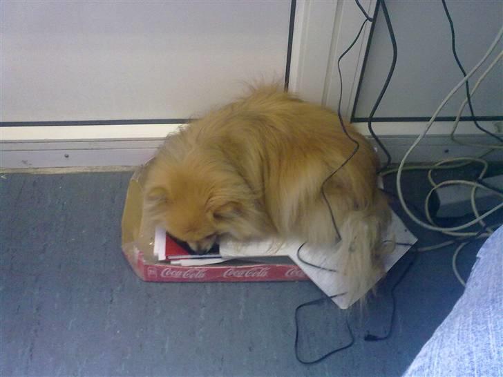 Pomeranian Schakie <3 - Min egen - zzz, med mor på job passer på parpirene d; billede 15