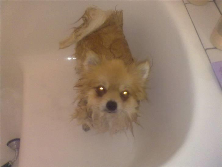 Pomeranian Schakie <3 - Min egen - brr, det da dejligt med et bad, eller o: billede 16