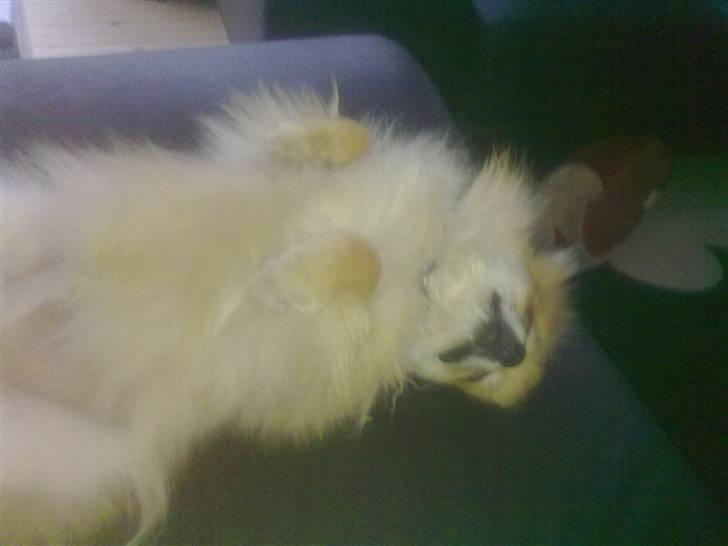 Pomeranian Schakie <3 - Min egen - zzz, dejligt med en lur på sofaen :D billede 17