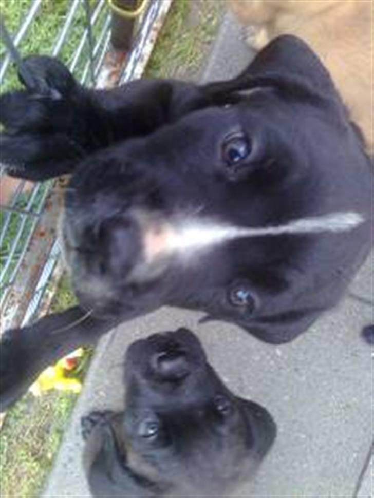 Cane corso Jackie billede 1