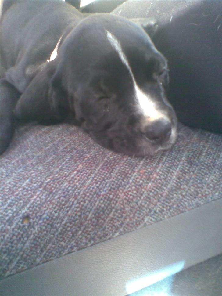 Cane corso Jackie billede 2