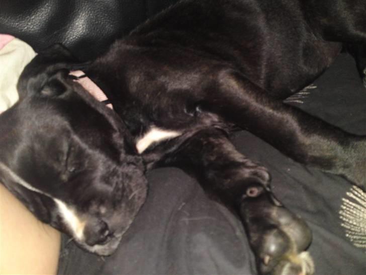 Cane corso Jackie billede 3