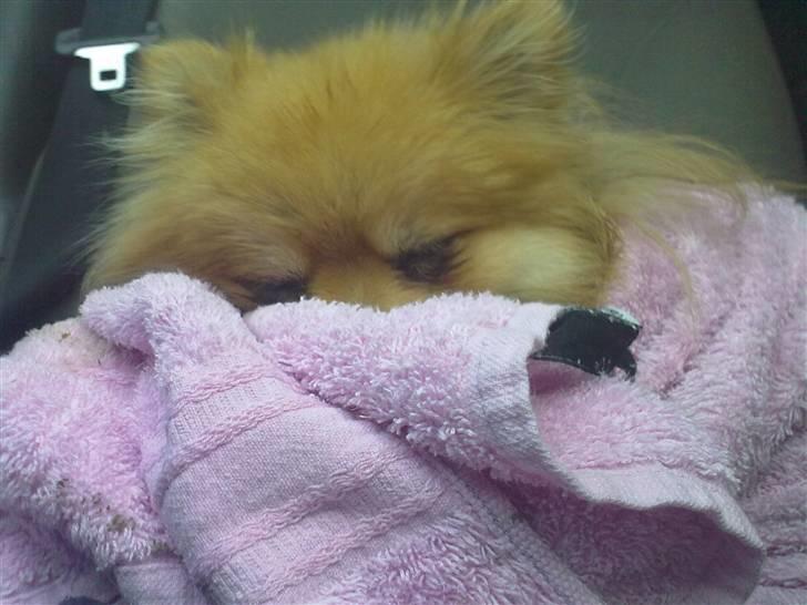 Pomeranian Schakie <3 - Min egen - ahh skønt med vrame efter man har været ude i regnen d; billede 18